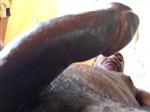 BLACKMALE SEEKING MATURE GAY