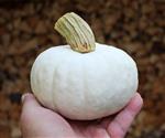 Snow Drop F1 PMT - Zaden voor Witte Kleine Pompoen (700-1000 g) Witte, kleine pompoen, gewicht tusse