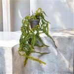 Varen plant - kunstplant - Fern - 80cm