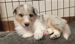 schotse herder pups