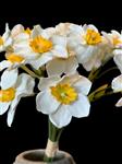 Kunstbloemen - Narcisjes -  x6 - 25cm