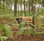 Anti wilde varkens schrikdraad net, 50 mtr