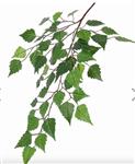 Berkenblad - 55cm -