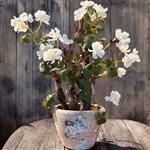 Rozenboom met Witte Tuinrozen – 55 cm Hoog – Op Echt Hout – Net Echt – Exclusief Pot