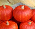 BOL-P-5106 F1 organic Biologische pompoen Kabocha 5000 Buttercup vergelijkbaar aan Sunshine