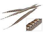 Actie Lady Amherst Fazantenveren - 50cm - 3 Stuks - Penveren Fazantenveren Penveren