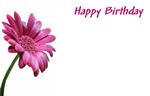 Bloemenkaartjes - 50 Stuks - Happy Birthday Gerbera Pink Wenskaarten Wenskaarten
