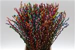 Gekleurde Katwilg Wilgenkatjes - Rainbow - Bundel van 10 Stuks - Kleurbehandeld Salix Kleurbehandeld