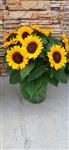Helianthus annuus VINCENTS CHOICE SUMMER DMR  100.000 zaden Bulk