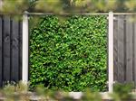 NR 1404: Tuinposter Hedera 180x180cm