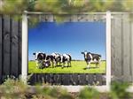 NR 1317: Tuinposter zwart-witte koeien in wei 120x180cm