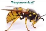 Wespen bestrijding