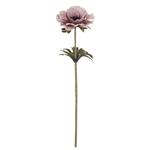 Anemoon Dry Colour Pink 35 cm / st – Zijdebloem zijdebloem