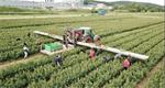 VDR oogstband voor bloemen met platform