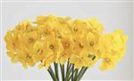 Narcis - geel - bundel van 6 stuks