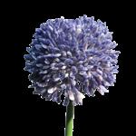 Allium - blauw - 40cm -