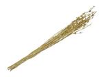 Knottgrass 90-100 cm Geel - Bundel van 100 Gram Voor Bloemstukken en Boeketbasis Superhandige basis 