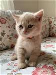Rasechte Brits Korthaar kittens