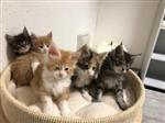  Mooie Maine coon kittens zonder stamboom