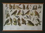 Schoolplaat posters Zangvogels en Roofvogels 