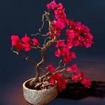 Bonsai kunstboom Bougainvillea op echte houten tak – met keramische schaal in zacht goudbrons – medi