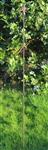 Plantensteun lelie met 2 ogen, 134 cm. PY25L-8