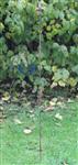 Plantensteun Franse Lelie met 2 ogen,125 cm. PY25F-7