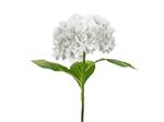 Artificial flower - Hydrangea Premium, 69 cm, white