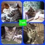 Kittens