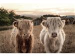 Glasschilderij Hooglanders | 963