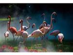 Glasschilderij  Flamingo's 974