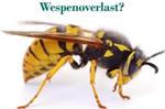 Wespenbestrijding, wespen overlast.