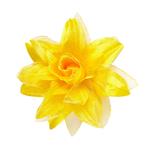 Gele Haarbloem