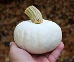 Snow Drop F1 PMT - Zaden voor Witte Kleine Pompoen (700-1000 g) Witte, kleine pompoen, gewicht tusse
