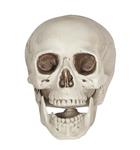 Witte Schedel 20cm