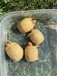  Albino sulcata tortoises for sale