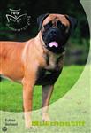 Bullmastiff / Basisgids dierenverzorging