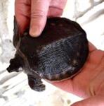 Carettochelys insculpta for sale