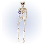 Halloween Skelet Wit 50cm