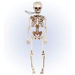 Halloween Skelet Beweegbaar 40cm