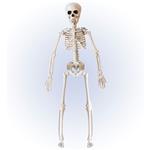 Halloween Skelet Beige 40cm