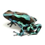 Dendrobates auratus 
