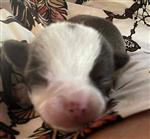 te koop: 5 pupjes van mijn chihuahuakes, 