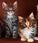 GCCF-geregistreerde Maine Coon Kittens