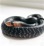 Drymarchon couperi for sale