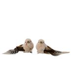 Vogeltje Creme Bruin naturel op clip SET 2 stuks