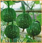 Yualing F1 Kleine Muskaatpompoen 50 zaden
