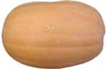 Vitamin Pumpkin zaden