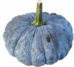 Beung Karn / Bungkan 021 moschata zaden