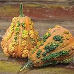 Musquee du Maroc muskaatpompoen 50 zaden